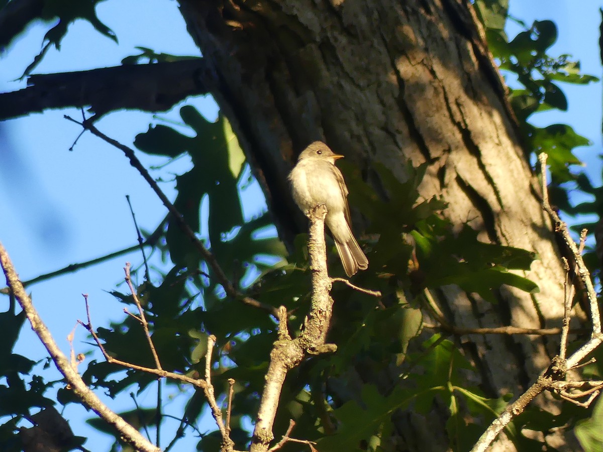Eastern Wood-Pewee - ML641437292