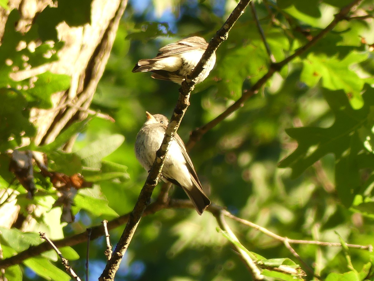 Eastern Wood-Pewee - ML641437293