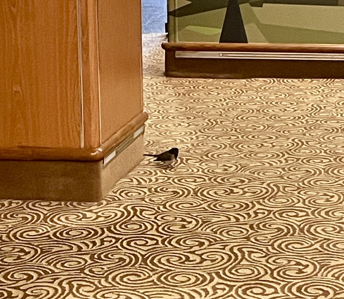 Dark-eyed Junco - ML641437294