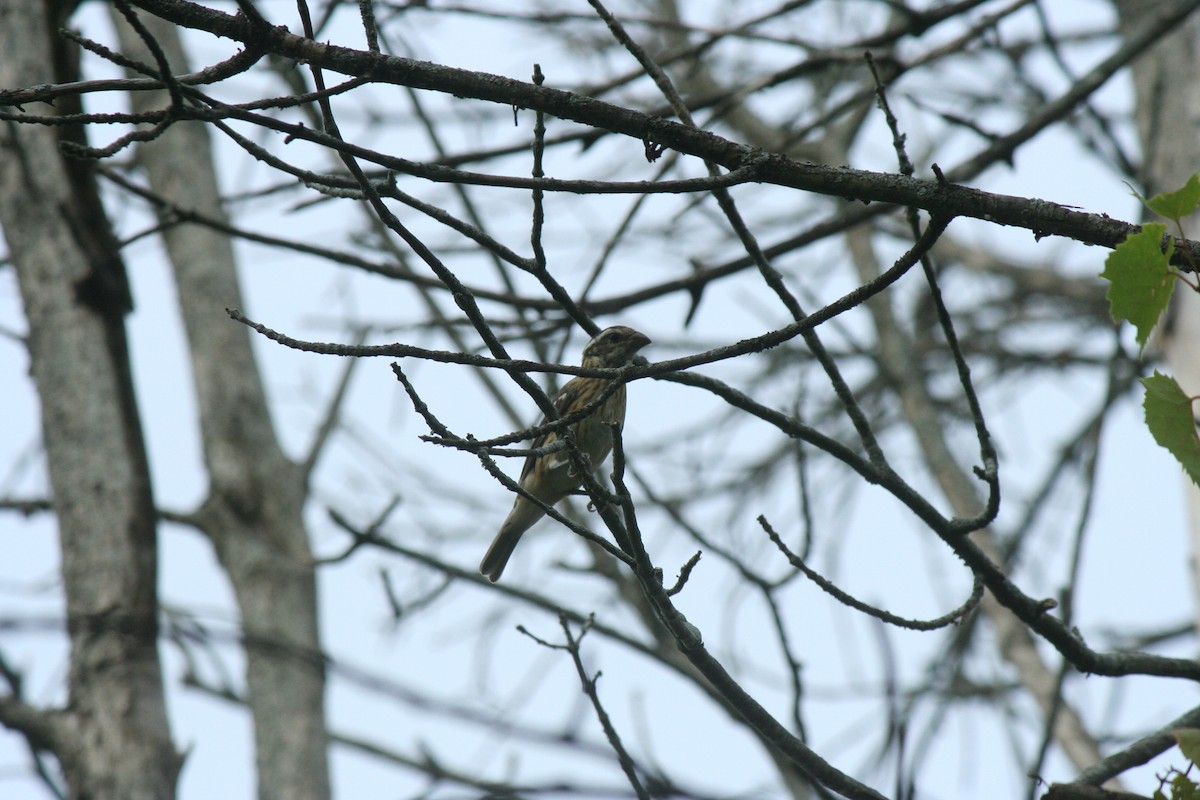 Rose-breasted Grosbeak - ML641437297