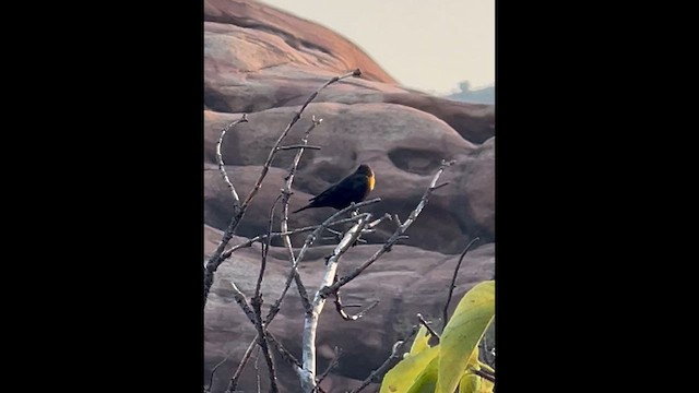 Yellow-headed Blackbird - ML641437298