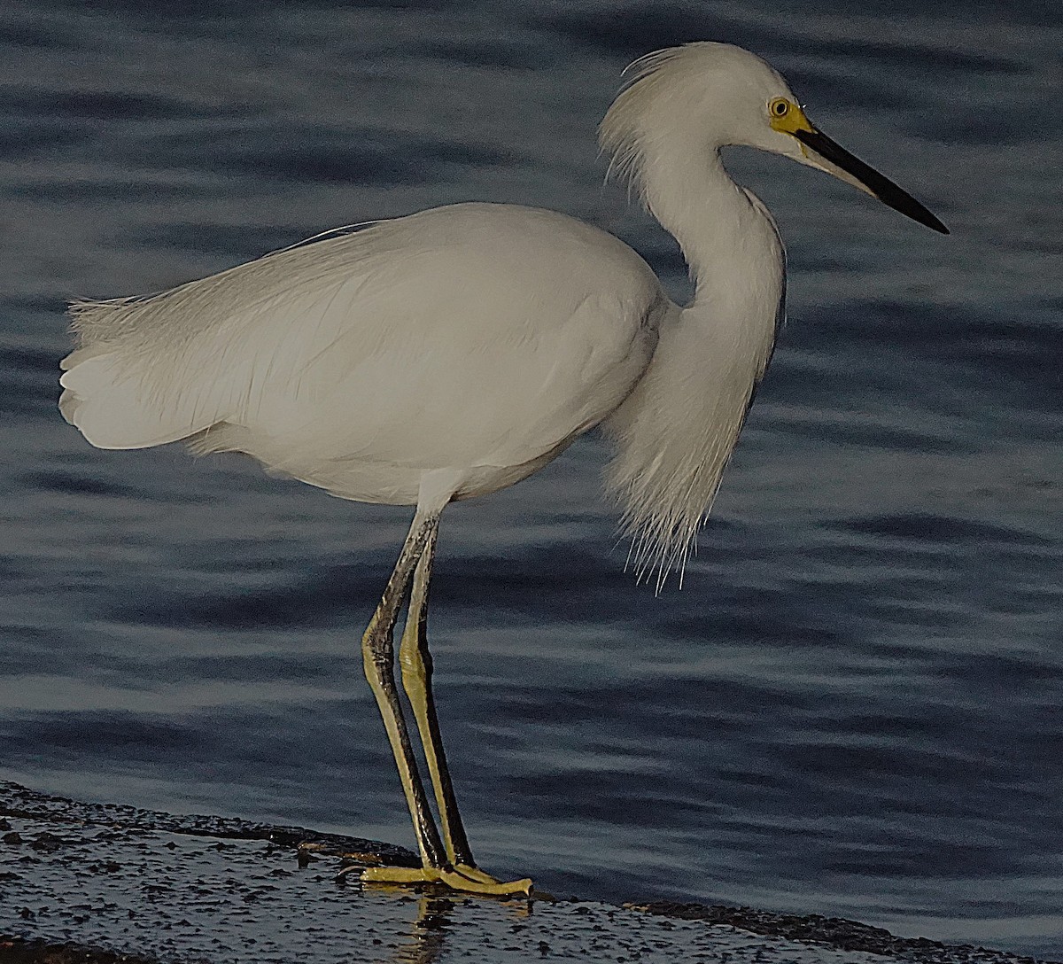 Snowy Egret - ML641437300