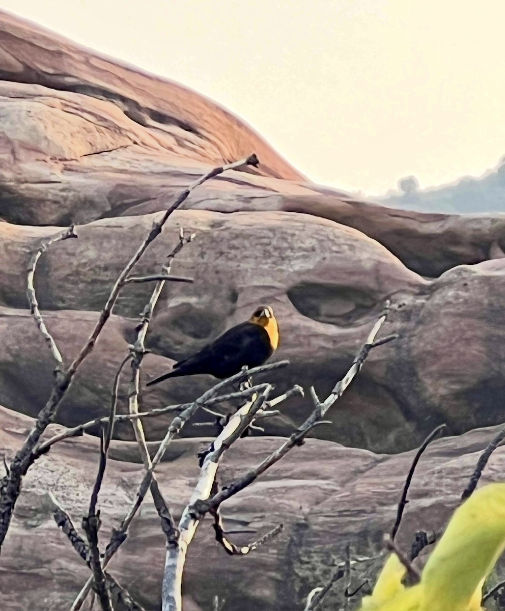 Yellow-headed Blackbird - ML641437301
