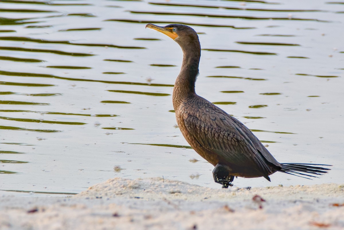 Double-crested Cormorant - ML641437302