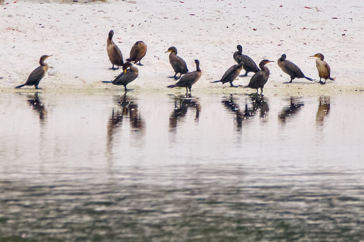 Double-crested Cormorant - ML641437303