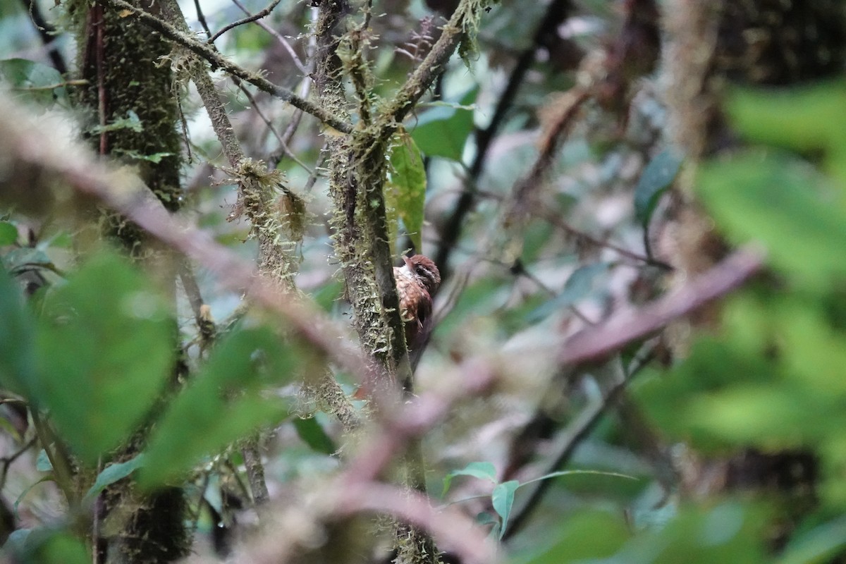 Ruddy Treerunner - ML641437307