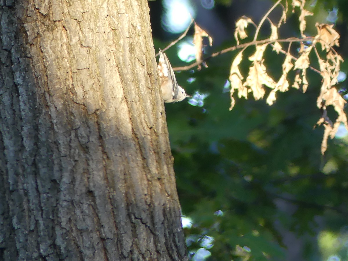 White-breasted Nuthatch - ML641437308