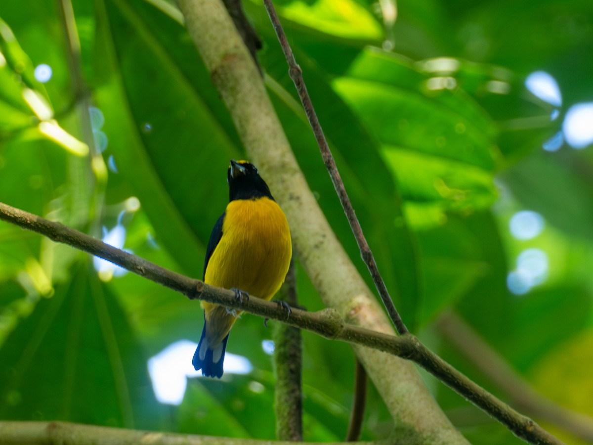 Orange-bellied Euphonia - ML641437335