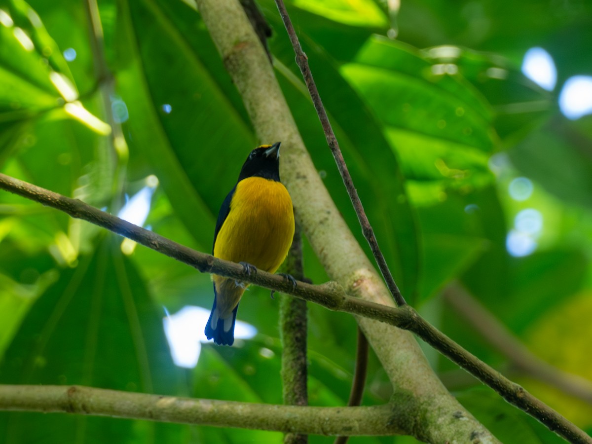 Orange-bellied Euphonia - ML641437336