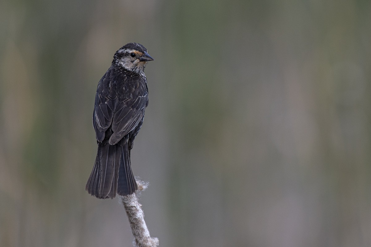 Red-winged Blackbird - ML641437366