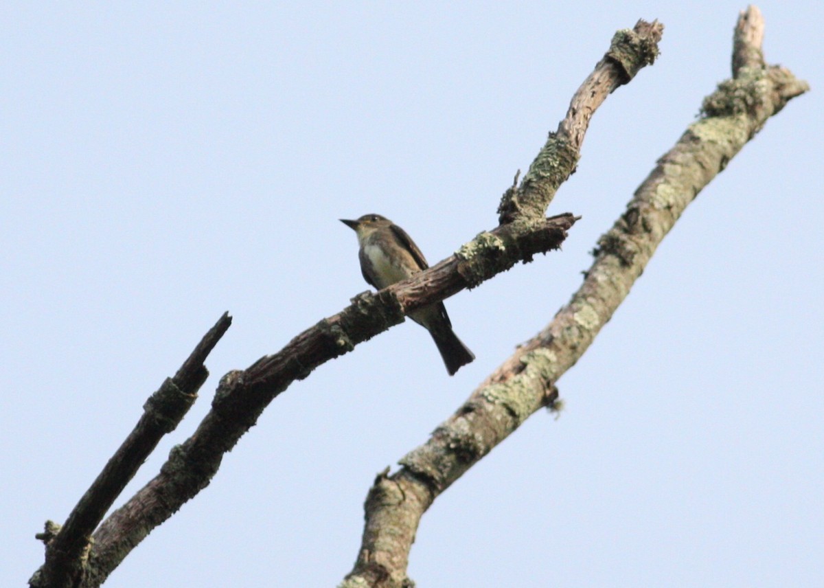 Olive-sided Flycatcher - ML641437419