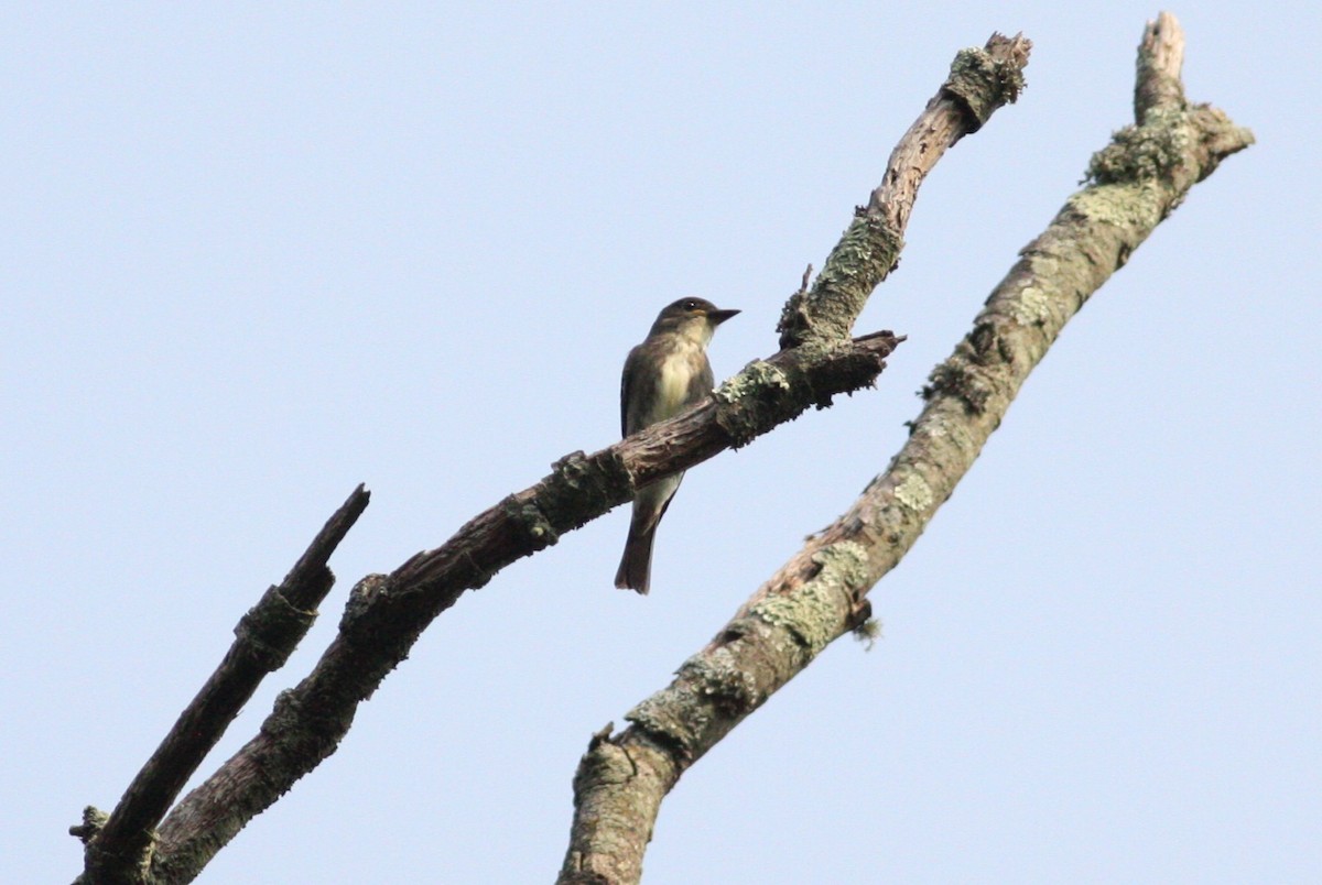 Olive-sided Flycatcher - ML641437420