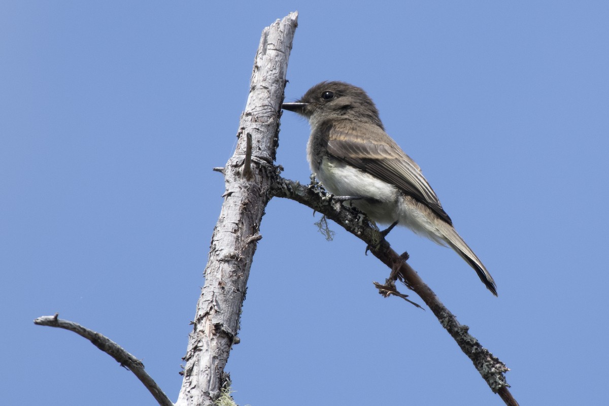 Eastern Phoebe - ML641437495