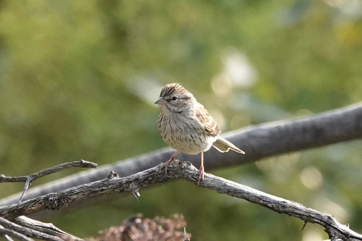 Chipping Sparrow - ML641437512