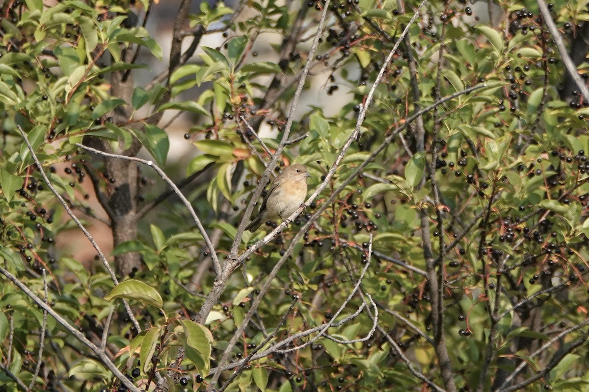 Lazuli Bunting - ML641437522
