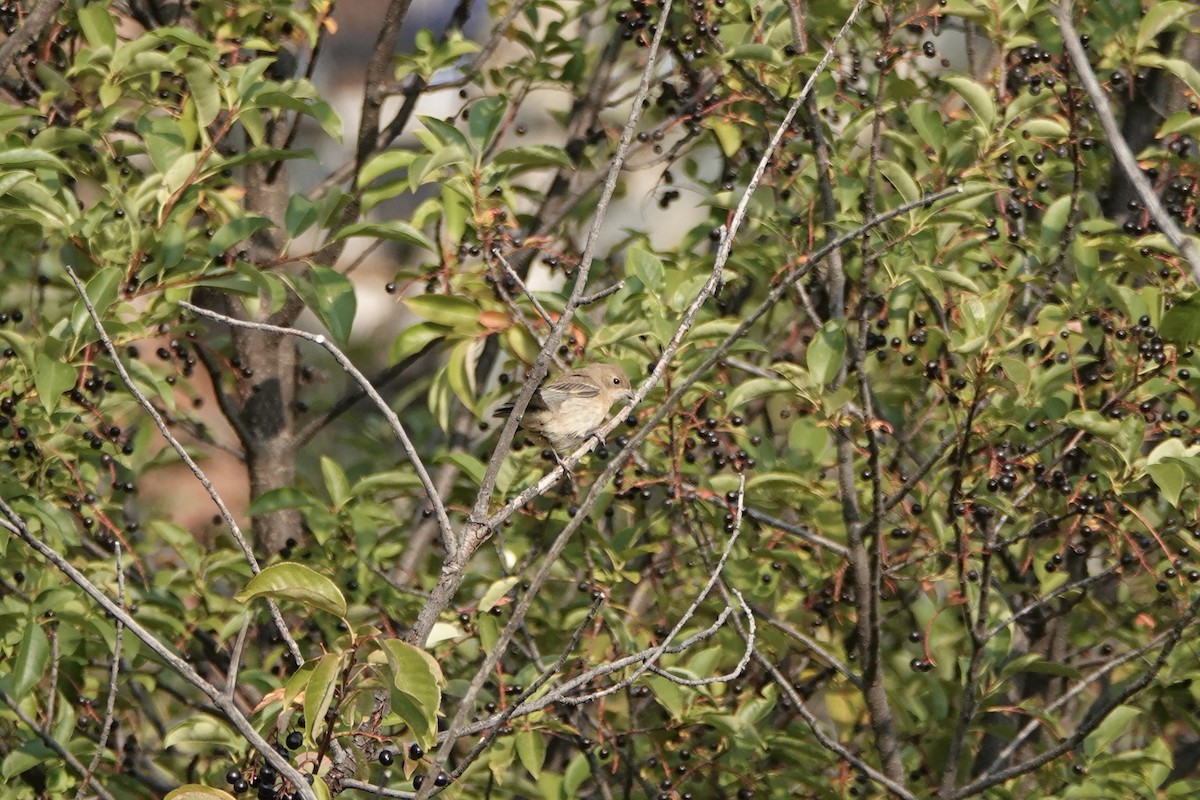 Lazuli Bunting - ML641437523