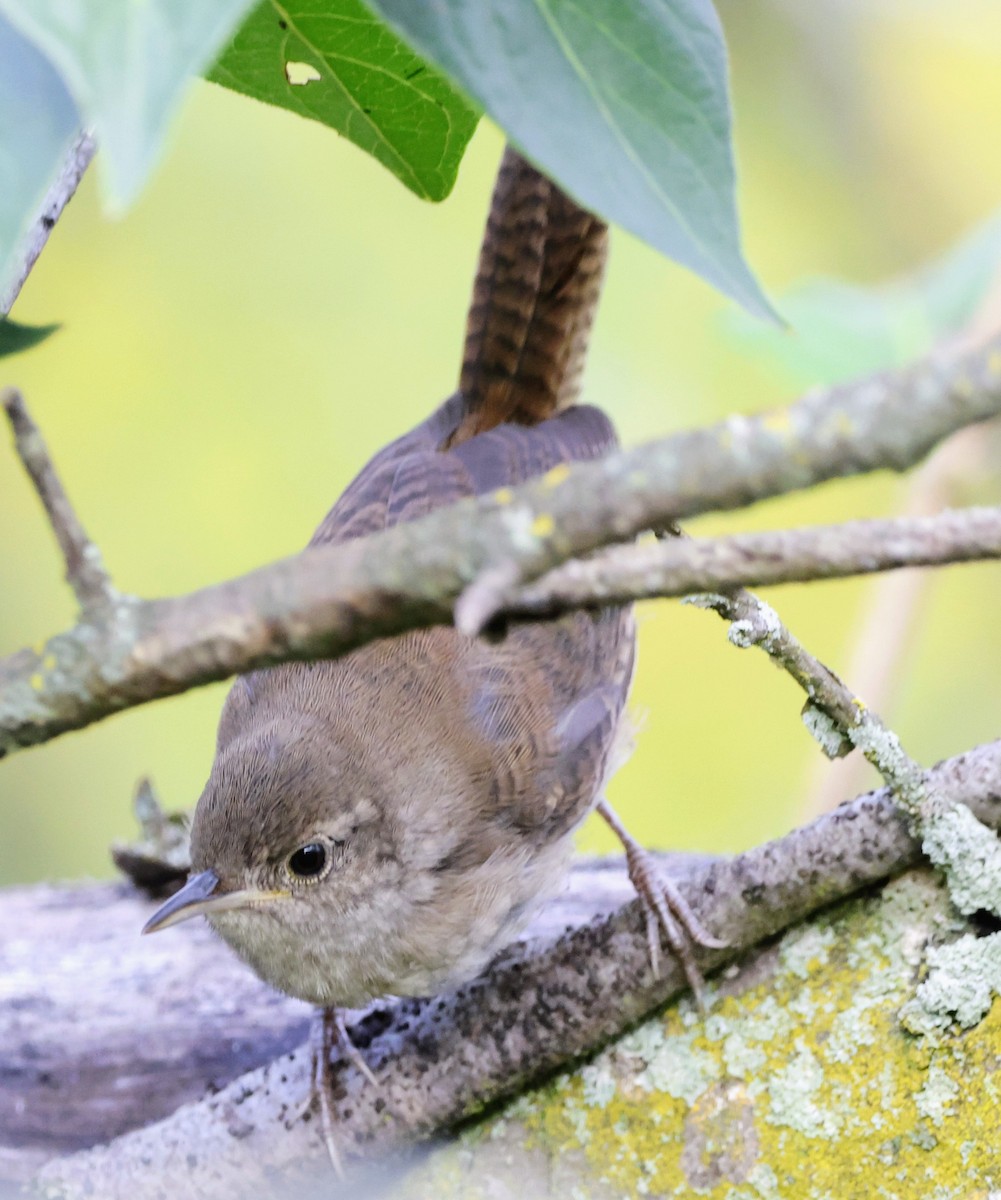 Northern House Wren - ML641437525