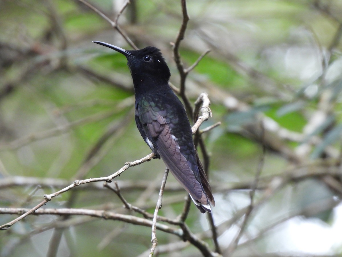 Black Jacobin - ML641437582