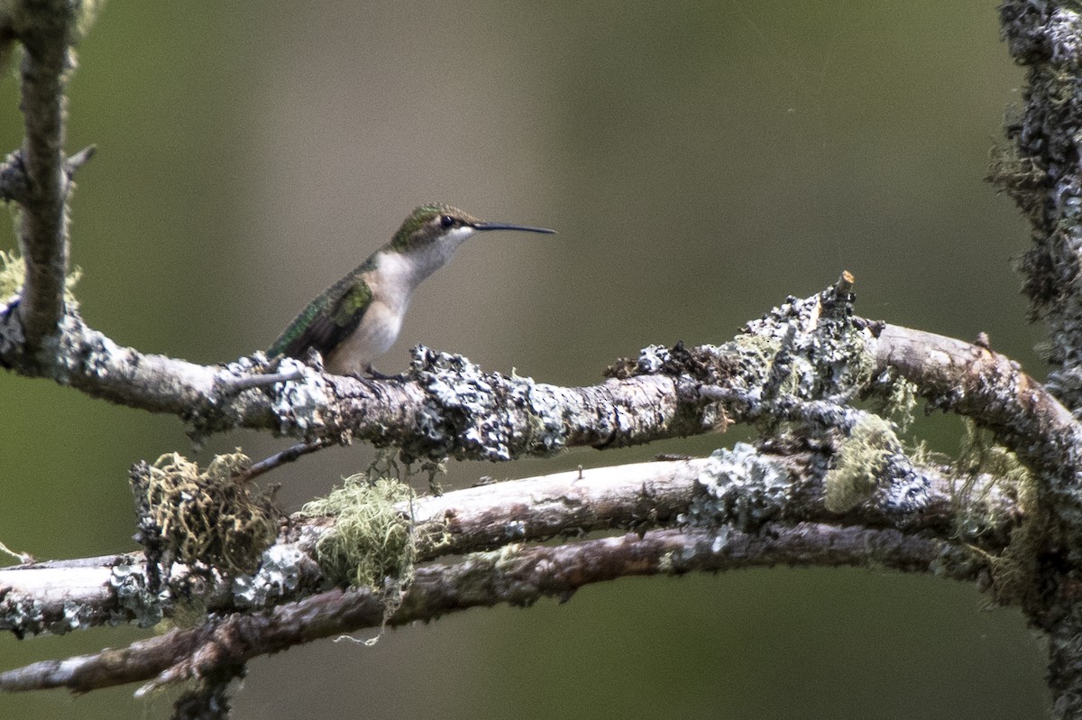 Ruby-throated Hummingbird - ML641437587