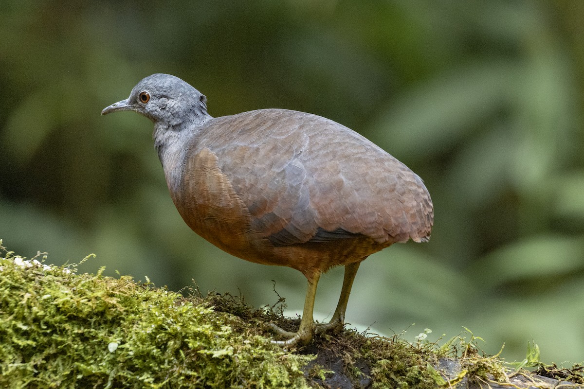 Little Tinamou - ML641437589