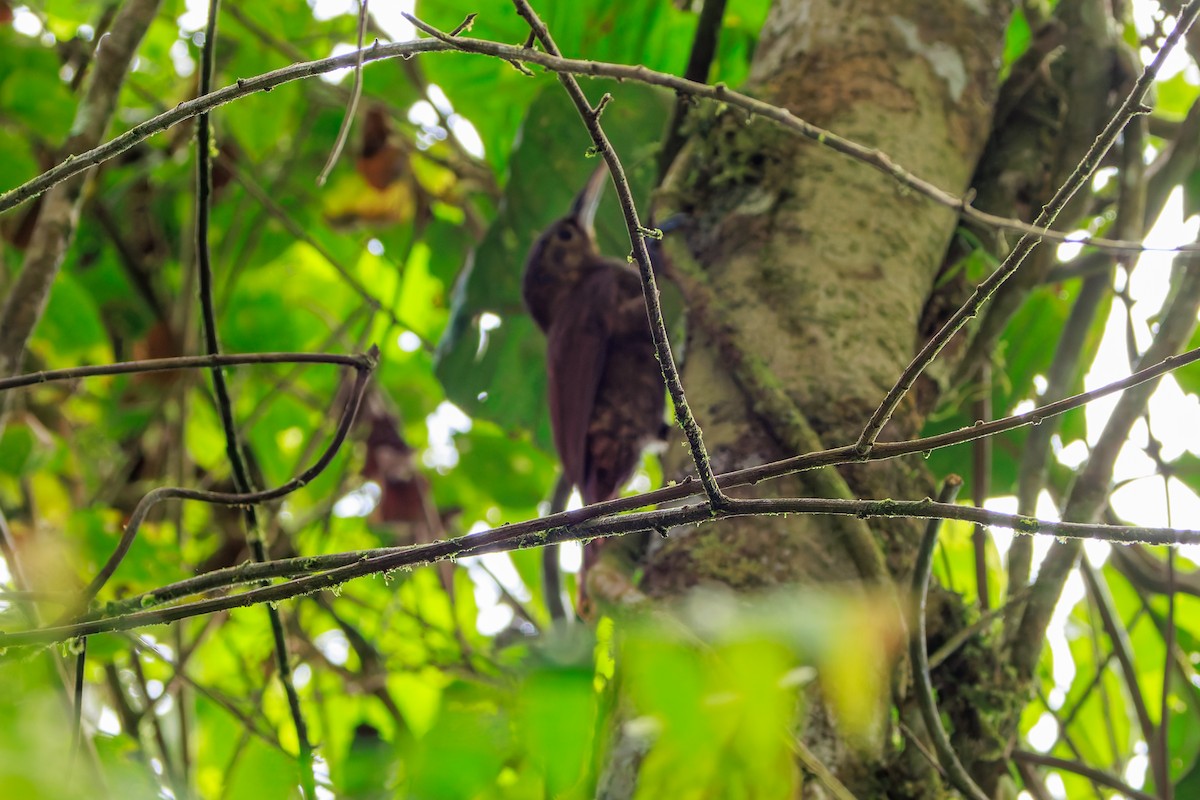 Spotted Woodcreeper - ML641437604