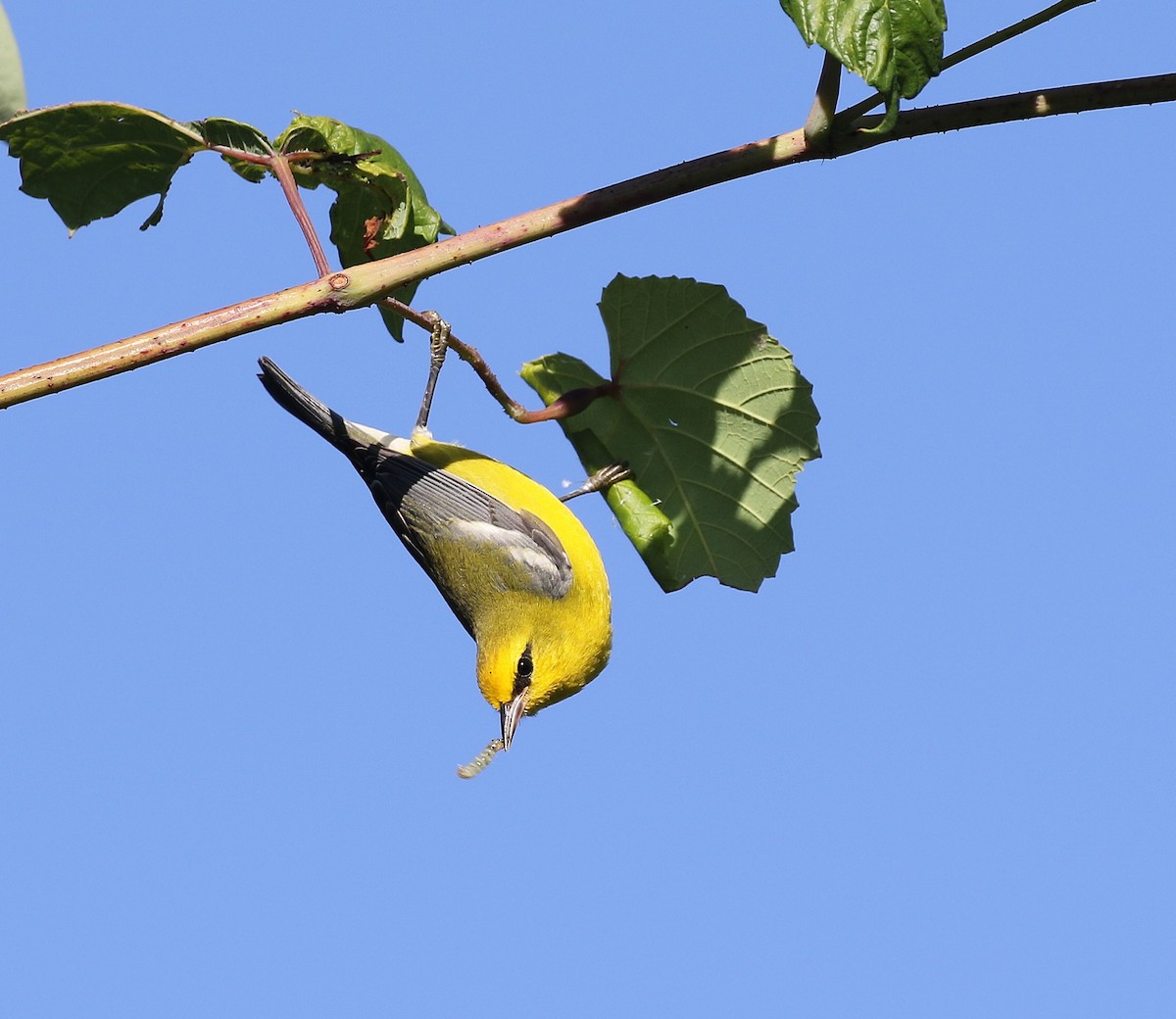 Blue-winged Warbler - ML641437615