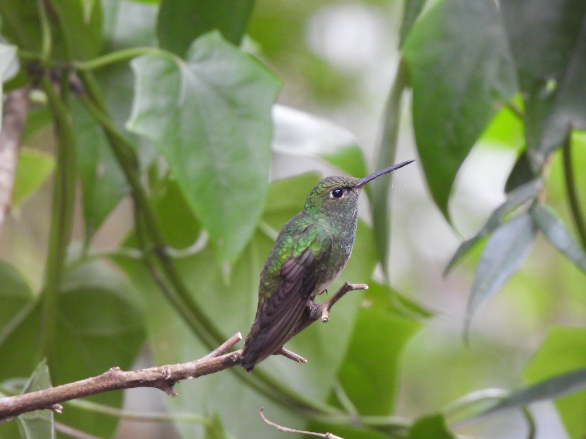 Glittering-throated Emerald - ML641437621