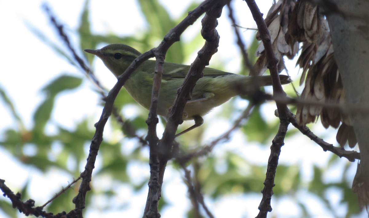 Green Warbler - ML641437629
