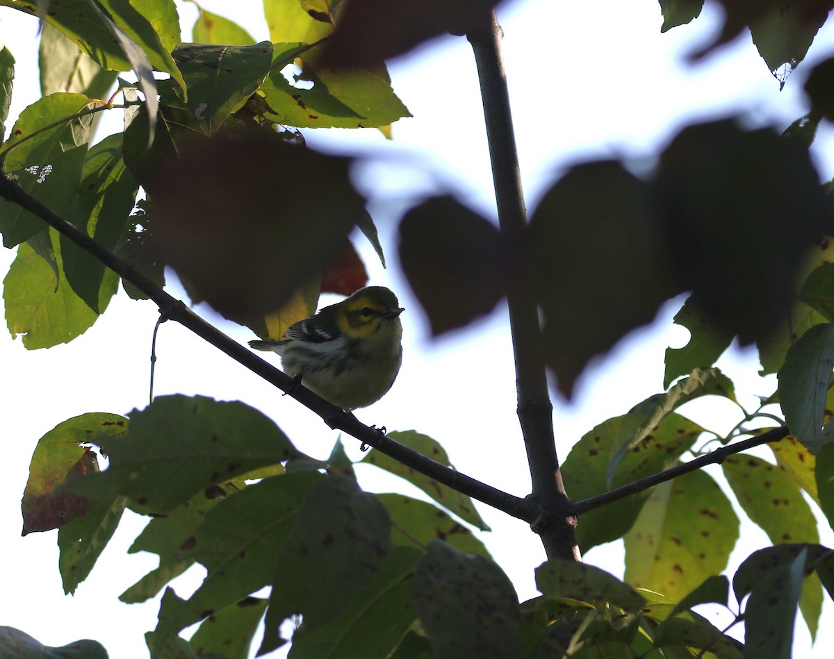 Black-throated Green Warbler - ML641437640