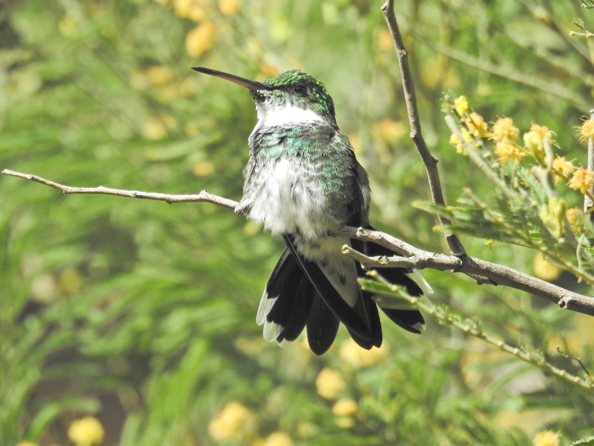 White-throated Hummingbird - ML641437654