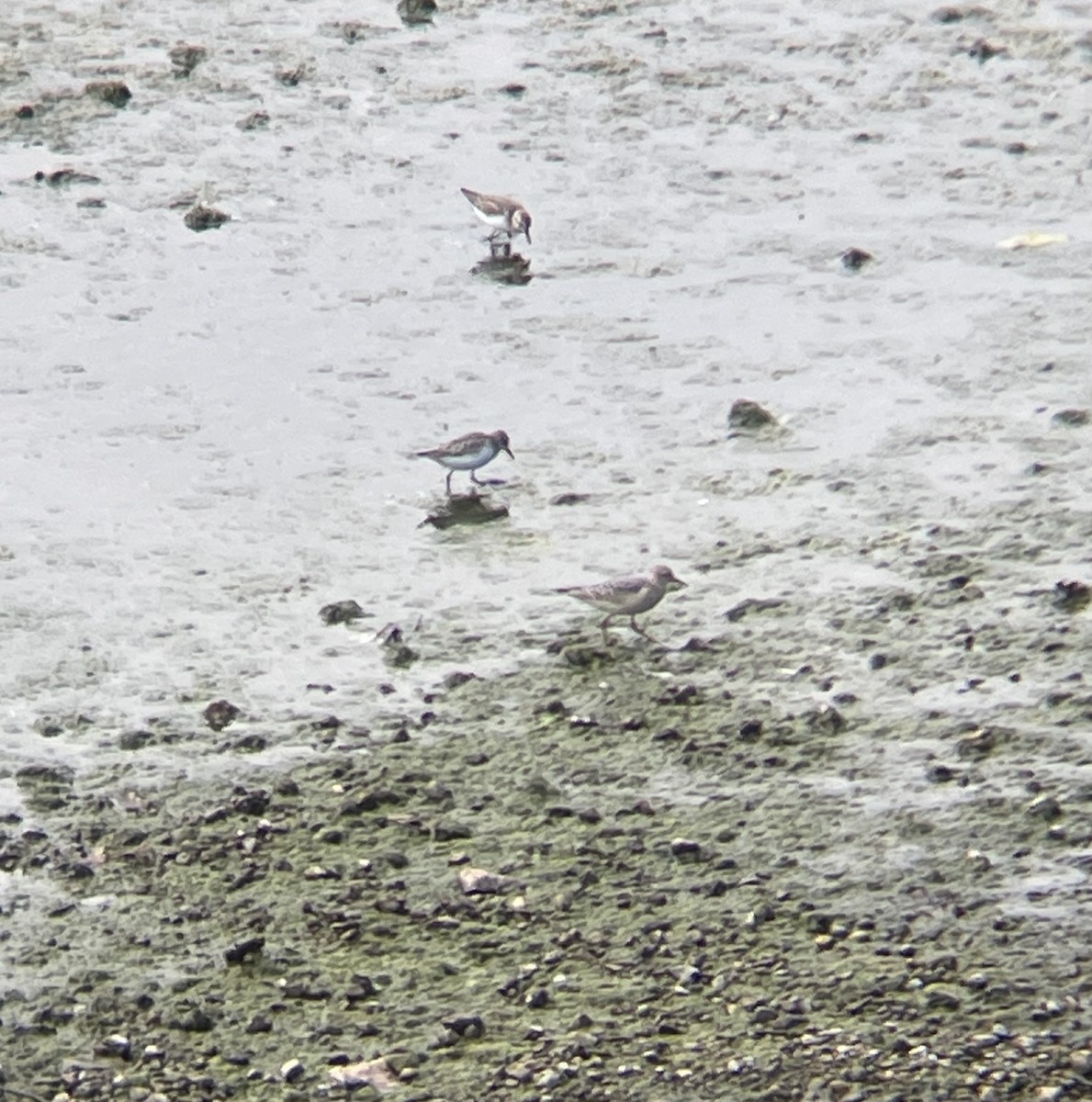 黃胸鷸 - ML641437667