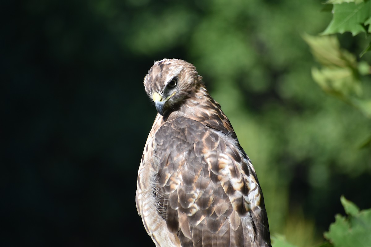 Zapelatz buztangorria - ML641437674