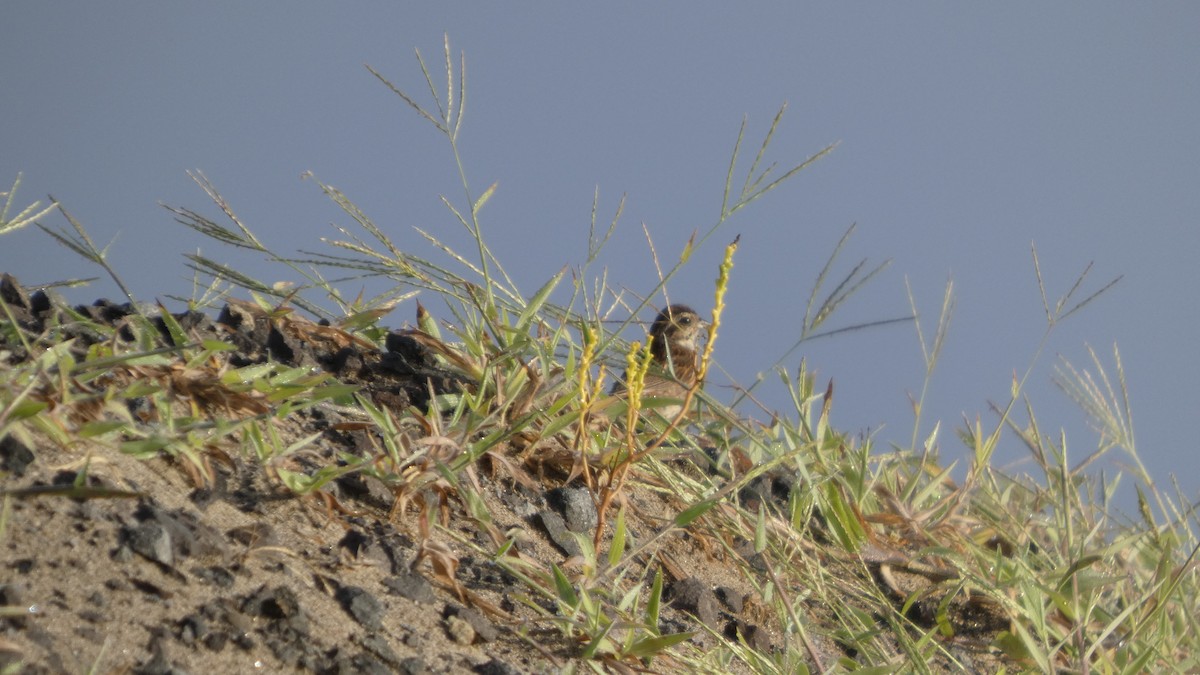 Berdantza sp. - ML641437678