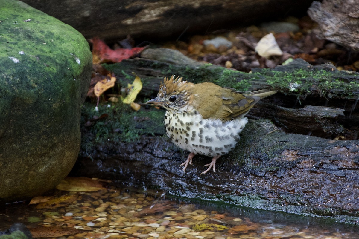 Wood Thrush - ML641437689