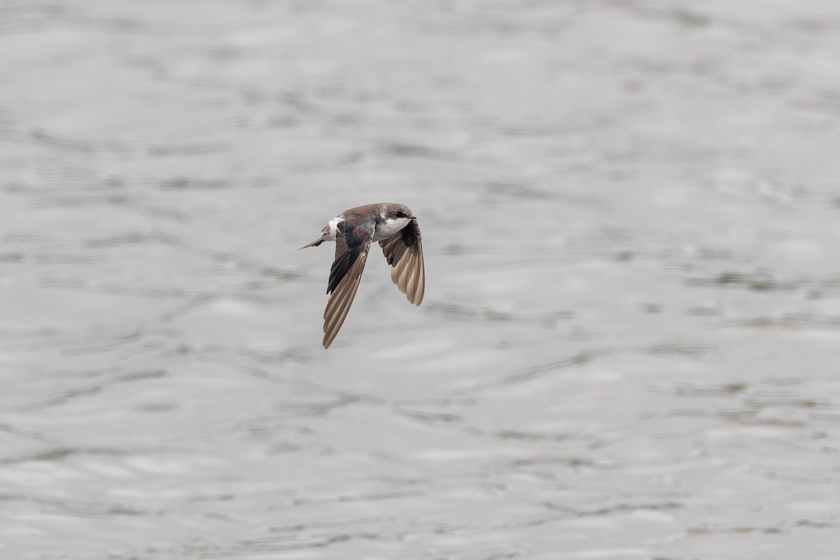 Tree Swallow - ML641437691