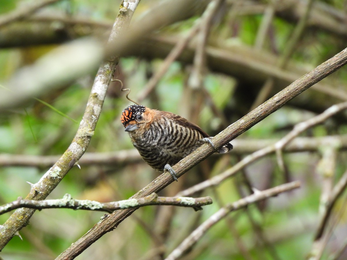 Ochre-collared Piculet - ML641437693