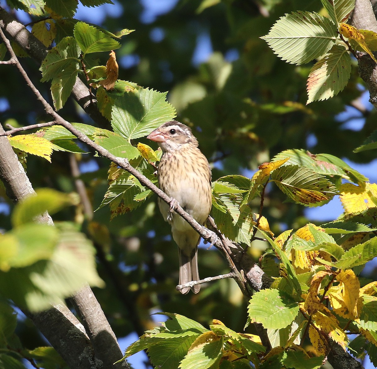 Rose-breasted Grosbeak - ML641437694