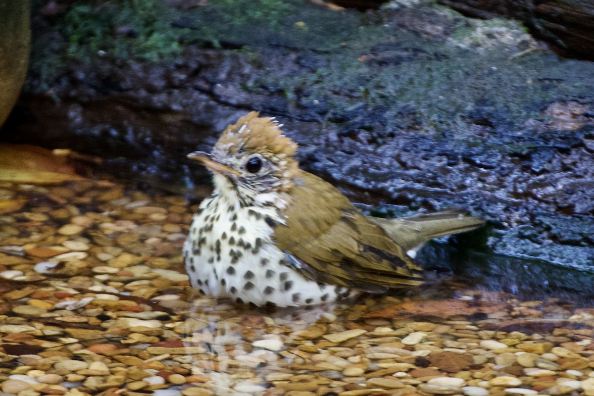 Wood Thrush - ML641437697