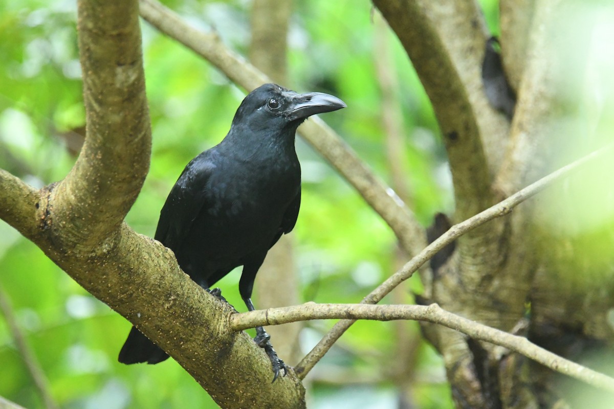 Large-billed Crow - ML641437698