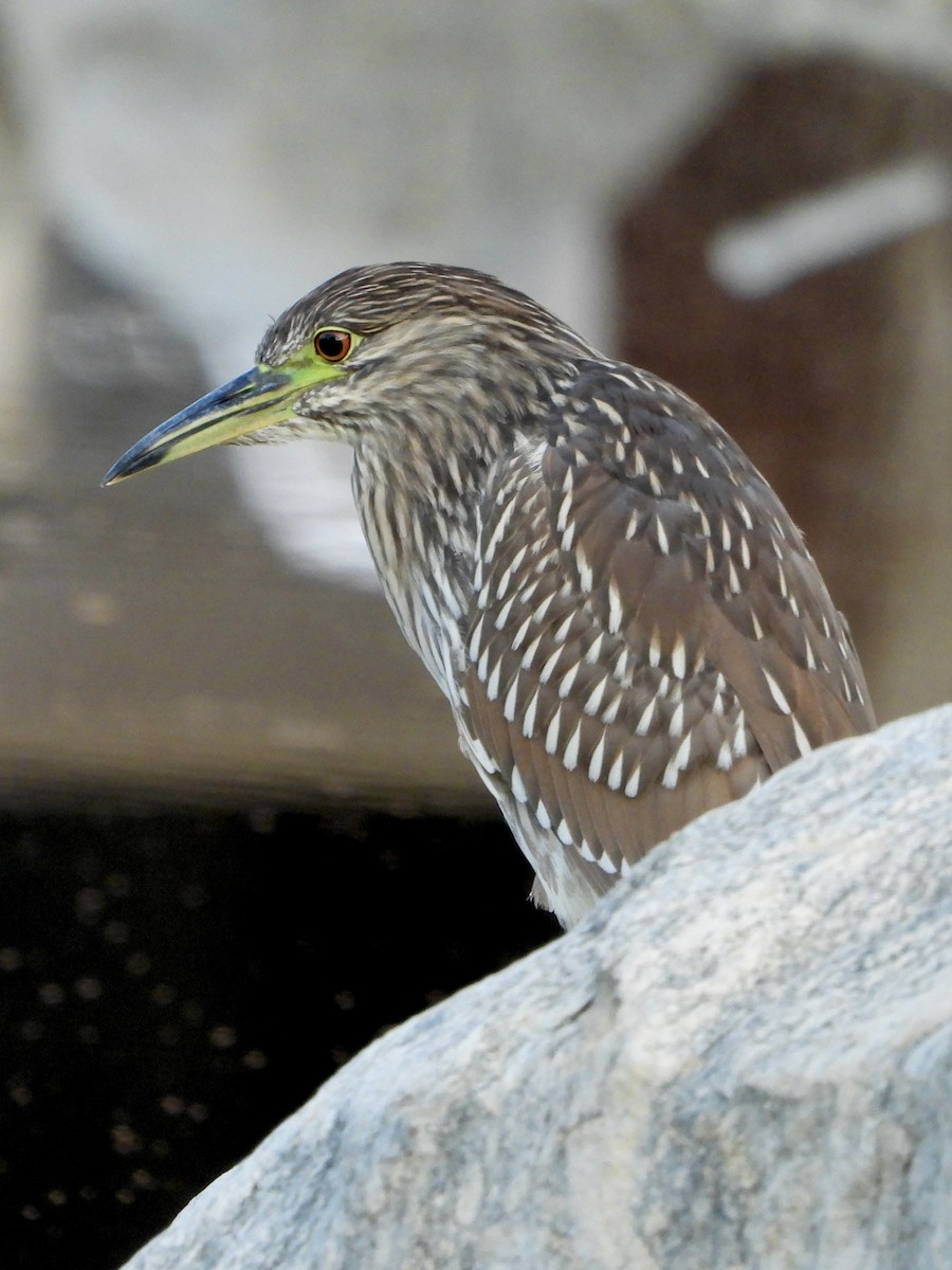 ゴイサギ - ML641437713