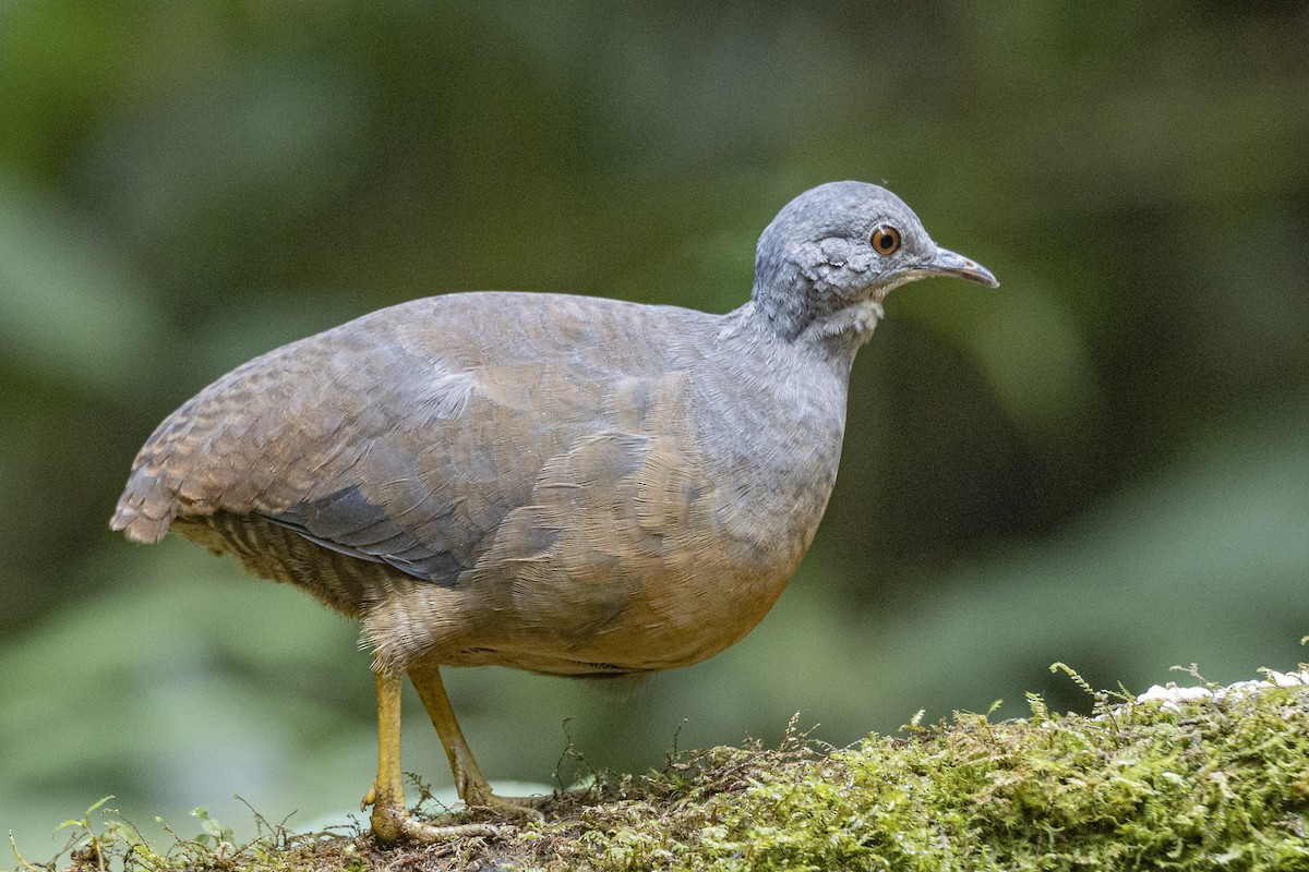 Little Tinamou - ML641437731