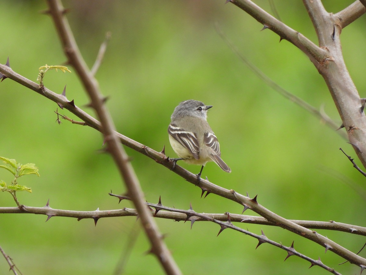 White-crested Tyrannulet - ML641437791