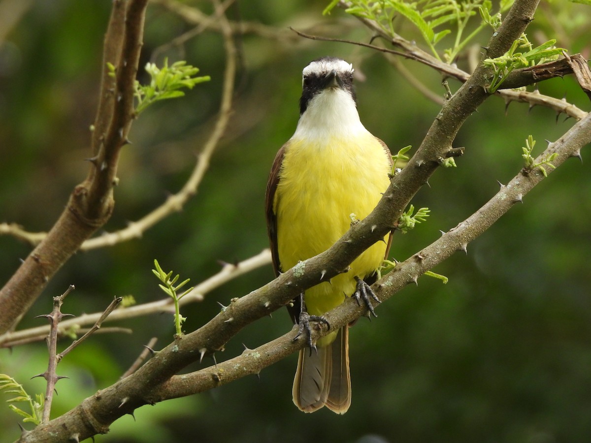 Great Kiskadee - ML641437802