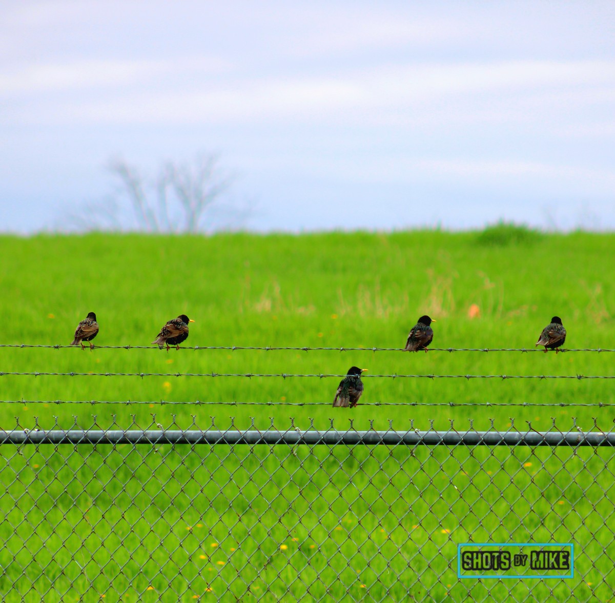 European Starling - ML641437805