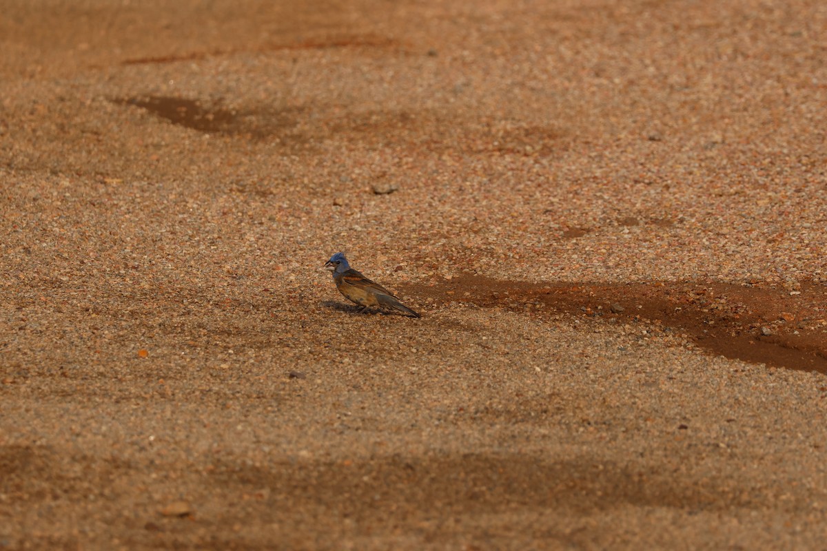 Blue Grosbeak - ML641437806