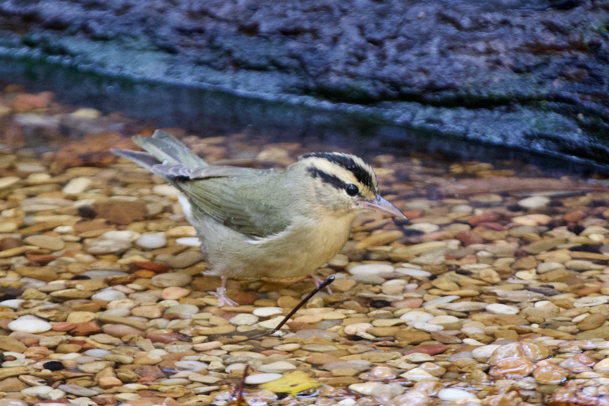 Worm-eating Warbler - ML641437807