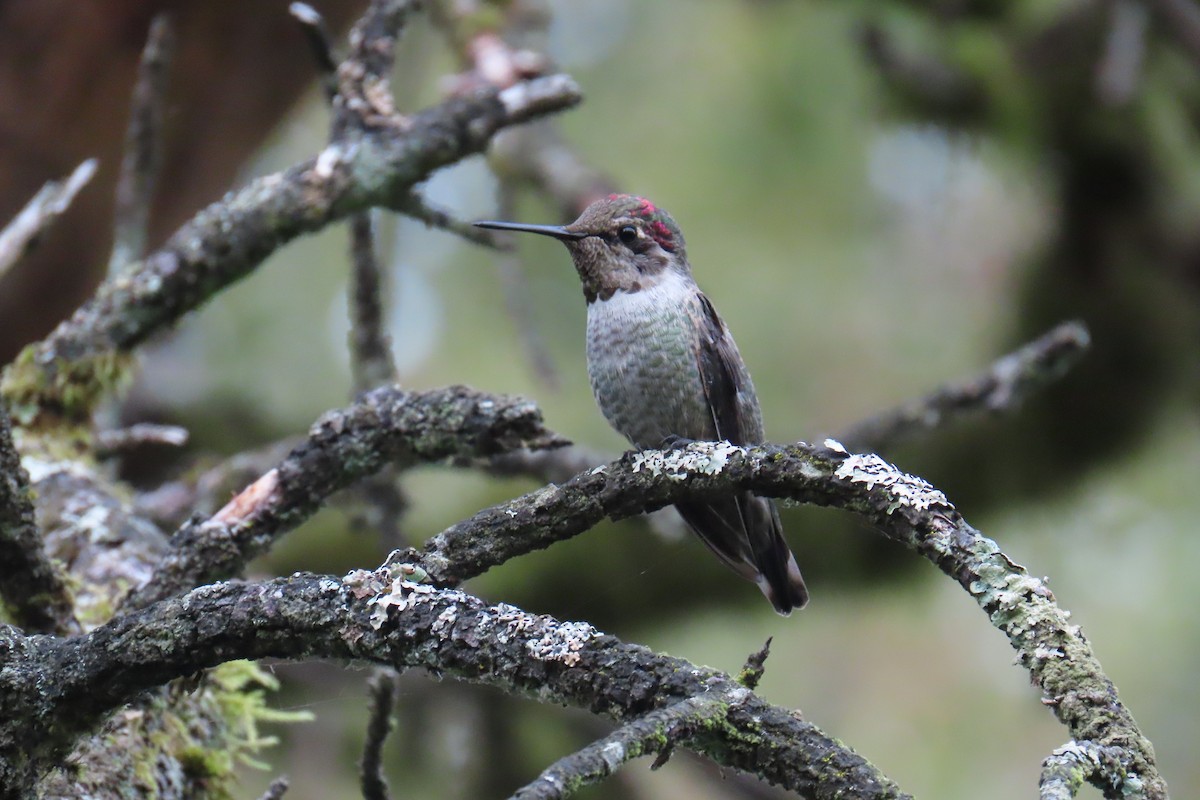 Anna's Hummingbird - ML641437808