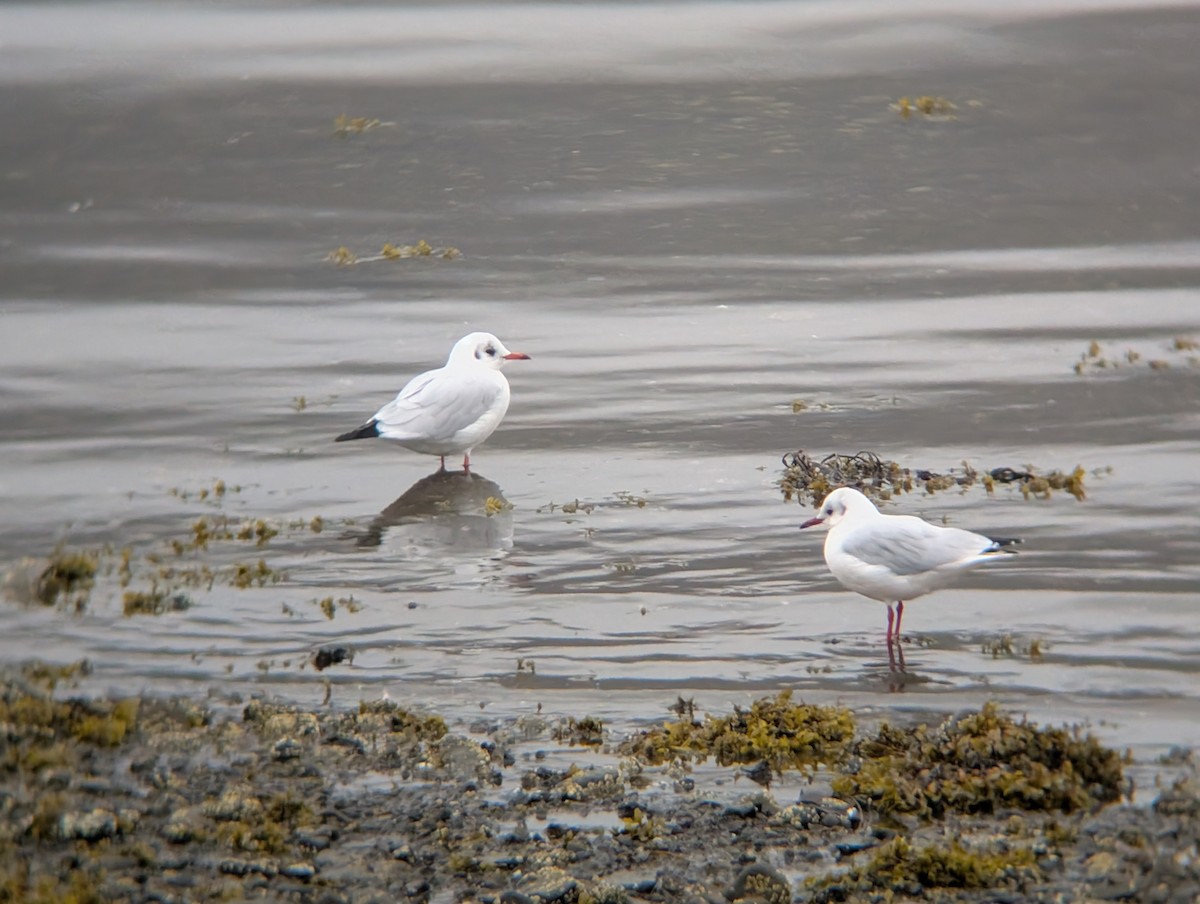 Black-headed Gull - ML641437809