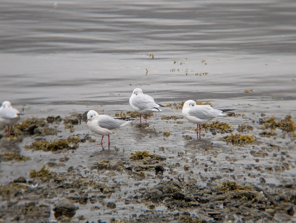 Black-headed Gull - ML641437810