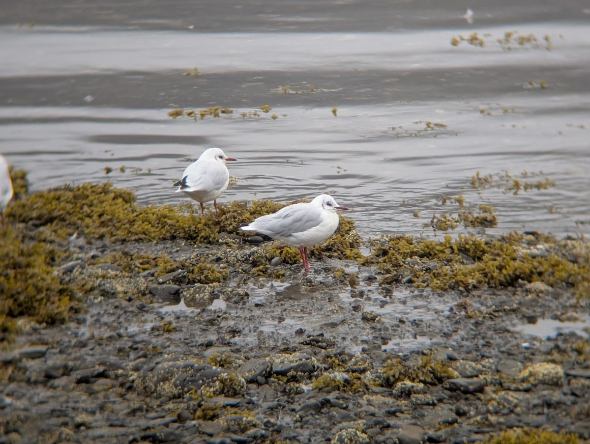 Black-headed Gull - ML641437811